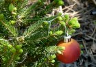 Zece sfaturi cum să petreci sărbătorile de iarnă mai ecologic