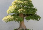 Bonsaiul – cea mai populară plantă a momentului
