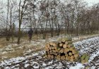 Tăierea copacilor este necesară uneori: cine decide amploarea „lucrărilor sanitare” și cât lemn de foc extragem din păduri