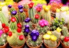 Cactușii