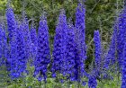 Delphinium, o plantă elegantă