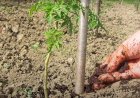 Creaţi-vă propriul îngrăşământ pentru grădină