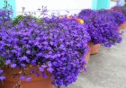 Lobelia curgătoare albastră