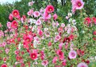 Nalba de grădină (Alcea rosea): îngrijire, înmulțire