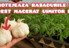 Prepară un insecticid bio cu usturoi