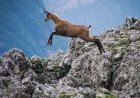 Capra, un animal inteligent