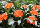 Crinul iernii (Clivia miniata)