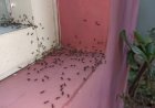 Cum scăpați în mod natural de insectele din locuință