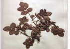 Ierbarul lui Rousseau și Doryanthes palmeri la Grădina Botanică din Geneva