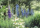 Nemțișorul (Delphinium)