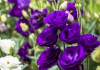 Eustoma (Lisianthus)