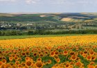 Biodiversitatea Republicii Moldova – patrimoniul natural pe care îl datorăm viitorului