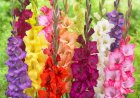 Gladiola - culoare și eleganță în grădina ta