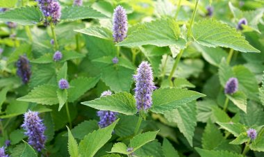 Plantele medicinale în cosmetică