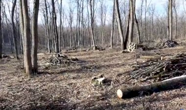 Legaţi la ochi pentru a nu vedea cum se fură  pădurea