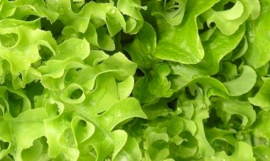 Salata verde