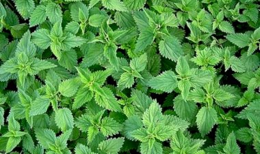 Urzicile ajută în vindecarea tulburărilor gastrice şi hepatice