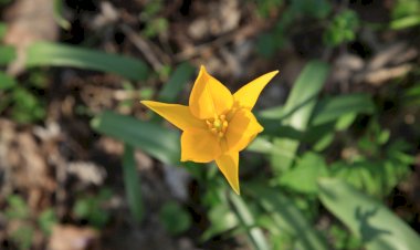 O FLOARE ATÂT DE RARĂ!