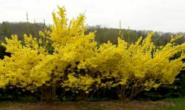 Forsythia - ploaia de aur