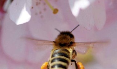 Zbor frânt pentru… insectele care polenizează