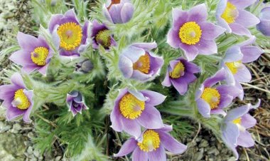 Dediţelul (Floarea Paştelui)