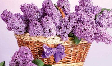 Liliacul, „floarea memoriei”