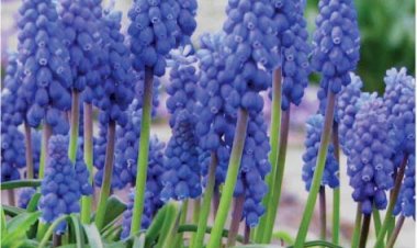 Muscari sau zambila strugure