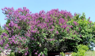 Maicile noastre cele îndurerate