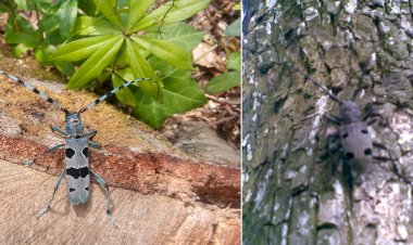 Croitorul alpin și croitorul cenușiu: insecte importante pentru sănătatea pădurilor
