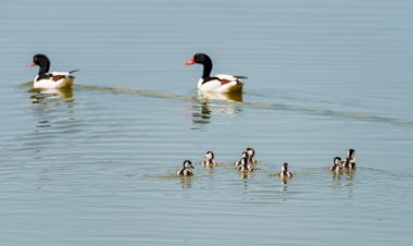 Cum ajutăm un pui căzut din cuib?