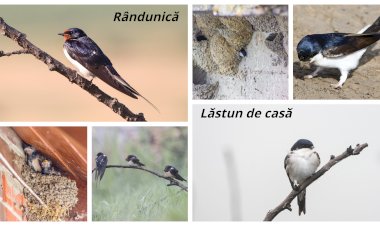 Cine cuibăreşte: rândunica sau lăstunul de casă?