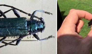 Croitorul aromat și croitorul mare al stejarului