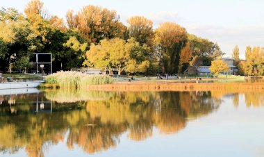 Plopul, arborele care curăţă aerul din oraşe