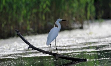 Natura are nevoie de conștiinţa noastră!