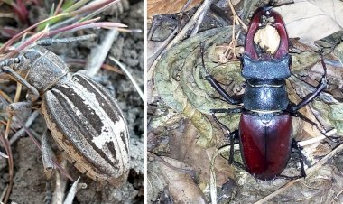 Rădașca și croitorul cu cruce - ați observat aceste insecte?