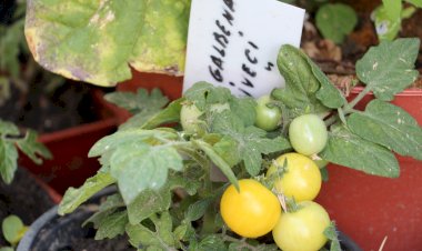 Grădina experimentală de la Cigârleni
