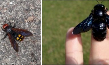 Viespea mamut și albina violetă