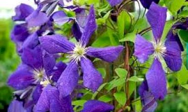 Clematita