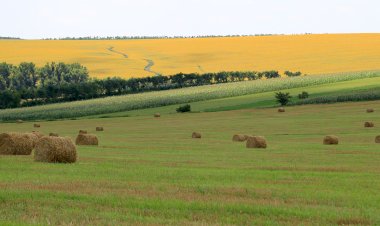 Natura nu dă nimic omului fără mare străduinţă