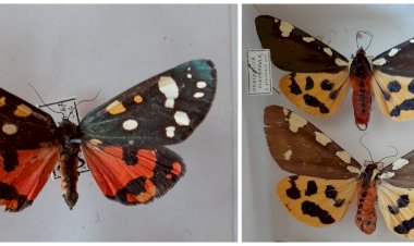 Două specii de fluturi care arată aproape identic!