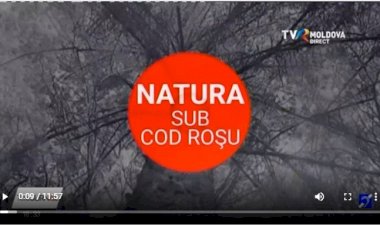 Natura sub cod roşu: Aerul din Chişinău devine din ce în ce mai toxic
