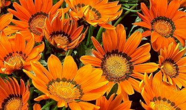 Regele de cupru al toamnei - Gazania