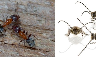 Furnica liometopum și croitorul marmorat