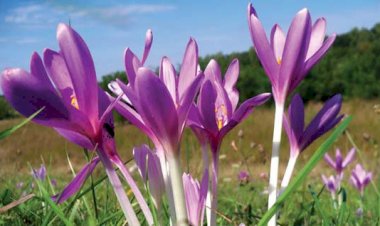 Brânduşa de toamnă (Colchicum autumnale)