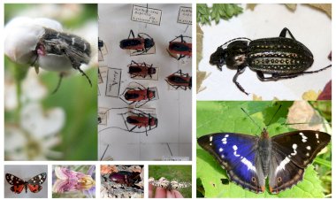 Anunț: concursul privind distribuția insectelor rare pe teritoriul Republicii Moldova s-a încheiat!