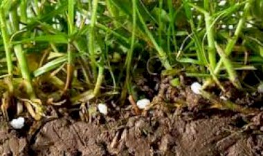Pentru prima dată, piața mondială a produselor ecologice a depășit 100 miliarde de dolari