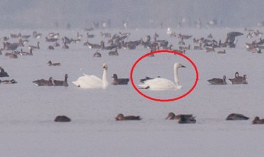 O lebădă mică venită de la Cercul Polar a poposit pe lacul Beleu
