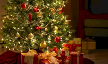 Bradul, simbol al vieţii eterne