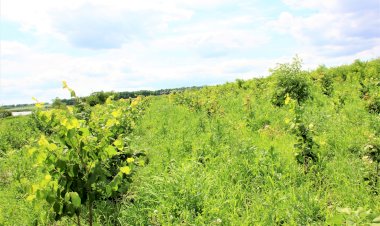Reabilitarea ecologică a bazinului hidrografic Camenca