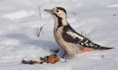 Oaspeţii grădinii noastre